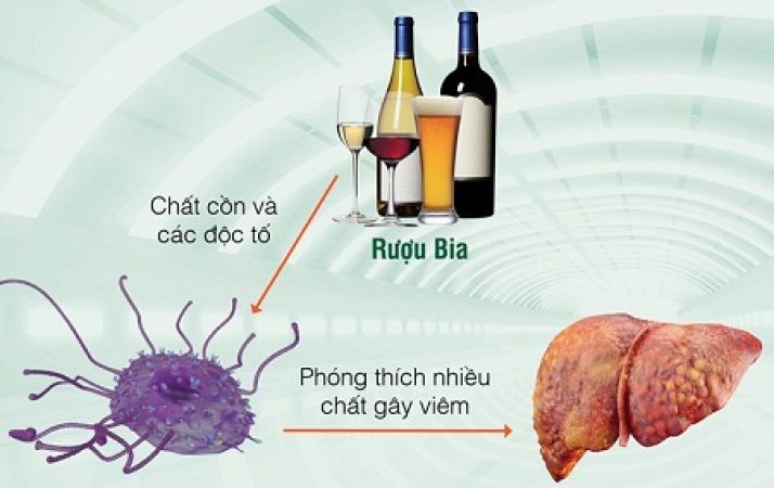 SỰ PHÁ HỦY CỦA ĐỒ UỐNG CÓ CỒN ĐỐI VỚI CƠ THỂ